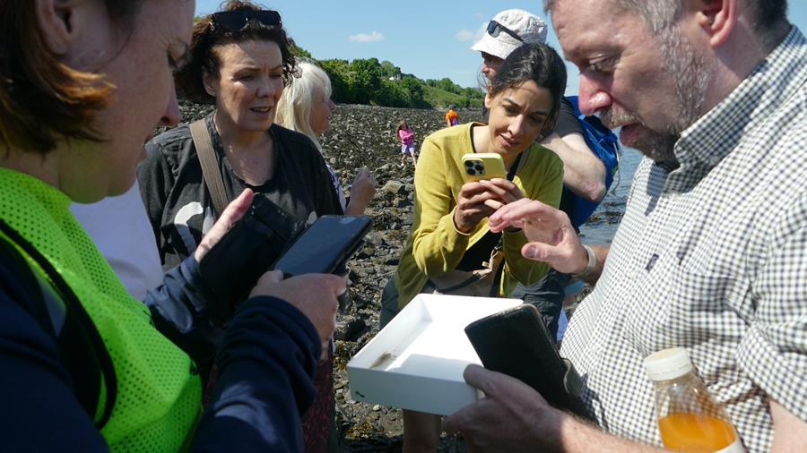 Carlingford Tidy Towns beach clean 2